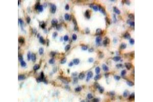 IHC-P analysis of Spleen tissue, with DAB staining. (CD72 anticorps  (AA 169-359))