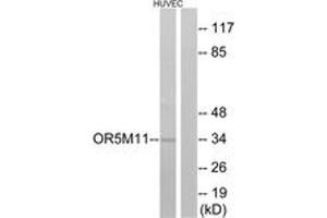 Western Blotting (WB) image for anti-Olfactory Receptor, Family 5, Subfamily M, Member 11 (OR5M11) (AA 233-282) antibody (ABIN2891031) (OR5M11 anticorps  (AA 233-282))