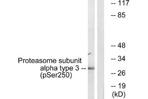 Western blot analysis of extracts from 3T3 cells, treated with EGF (200 ng/mL, 30 mins), using Proteasome α3 (Phospho-Ser250) antibody.
