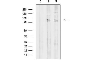 Western blot analysis of lysates from various samples, using SEMA Antibody.
