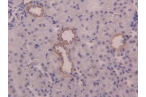 DAB staining on IHC-P; Samples: Rat Kidney Tissue