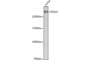 Western blot analysis of extracts of Jurkat cells, using PCM1 antibody  at 1:1000 dilution. (PCM1 anticorps  (AA 1-260))