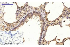 Immunohistochemical analysis of paraffin-embedded rat lung tissue.