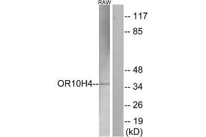 Western Blotting (WB) image for anti-Olfactory Receptor, Family 10, Subfamily H, Member 4 (OR10H4) (Internal Region) antibody (ABIN1853182) (OR10H4 anticorps  (Internal Region))