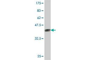 Western Blot detection against Immunogen (37.
