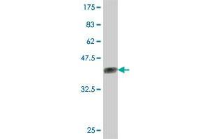 Western Blot detection against Immunogen (37. (KCNJ10 anticorps  (AA 276-379))