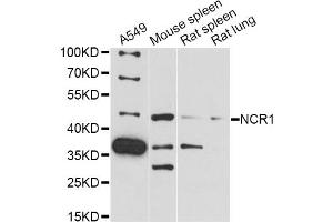 Western blot analysis of extracts of various cell lines, using NCR1 antibody (ABIN6291526) at 1:3000 dilution. (NCR1 anticorps)