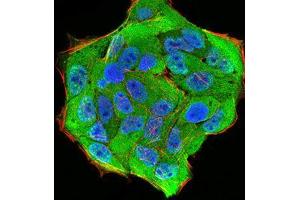 Immunofluorescence analysis of Hela cells using KPNA2 mouse mAb (green).