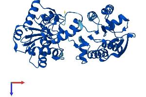 AlphaFold protein structure predicition of Human Recombinant PGK2 Protein, UniprotID P07205