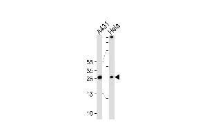 Western blot analysis of lysates from A431, Hela cell line (from left to right), using SFN Antibody at 1:1000 at each lane. (14-3-3 sigma/SFN anticorps  (C-Term))