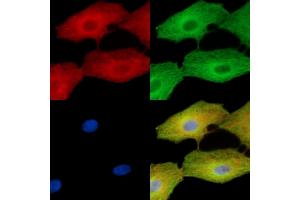 ABIN7096273 and ABIN7100335 staining  cells by IF/ICC. (VWA5B2 anticorps)