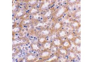 Immunohistochemical staining of mouse kidney using AP30447PU-N IRF3 antibody at 2 μg/ml. (IRF3 anticorps  (C-Term))