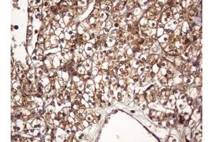 Image no. 1 for anti-B and T Lymphocyte Associated (BTLA) antibody (ABIN1496983) (BTLA anticorps)
