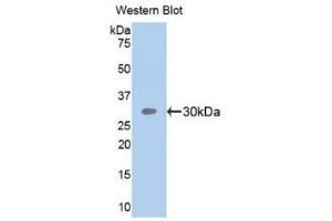Detection of Recombinant SEMA5B, Human using Polyclonal Antibody to Semaphorin 5B (SEMA5B) (SEMA5B anticorps  (AA 350-602))