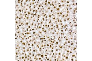 Immunohistochemistry of paraffin-embedded rat liver using RBM3 Rabbit mAb (ABIN7270084) at dilution of 1:25 (40x lens). (RBM3 anticorps)