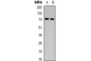 Western blot analysis of CD316 expression in K562 (A), NIH3T3 (B) whole cell lysates. (IGSF8 anticorps)