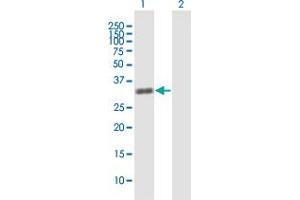 Western Blot analysis of ZNF509 expression in transfected 293T cell line by ZNF509 MaxPab polyclonal antibody. (ZBTB49 anticorps  (AA 1-248))