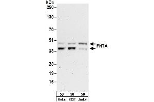Western Blotting (WB) image for anti-Farnesyltransferase, CAAX Box, alpha (FNTA) (AA 329-379) antibody (ABIN7455017)