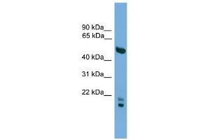OMG antibody used at 1 ug/ml to detect target protein. (OMG anticorps  (N-Term))