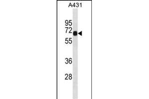 DNAI2 Antibody (C-term) (ABIN1881264 and ABIN2839024) western blot analysis in A431 cell line lysates (35 μg/lane). (DNAI2 anticorps  (C-Term))