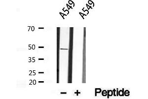 Western blot analysis of extracts from A549, using Inhibin beta A antibody. (INHBA anticorps  (Internal Region))