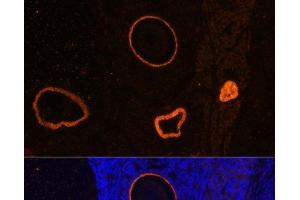 Immunofluorescence analysis of Rat oophoroma cells using ZP3 Polyclonal Antibody at dilution of 1:100. (Zona Pellucida Glycoprotein 3 anticorps)