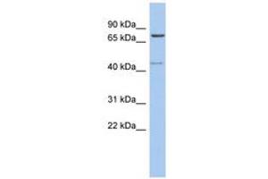 Image no. 1 for anti-Peroxisomal Biogenesis Factor 5 (PEX5) (C-Term) antibody (ABIN6743971) (PEX5 anticorps  (C-Term))