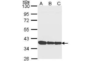 WB Image Sample (30 ug of whole cell lysate) A: A431 , B: H1299 C: Hela 10% SDS PAGE antibody diluted at 1:1000 (Annexin a1 anticorps)