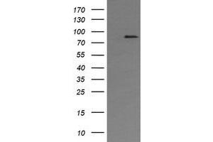 Image no. 1 for anti-AFG3-Like Protein 2 (AFG3L2) (AA 1-250) antibody (ABIN1490630) (AFG3L2 anticorps  (AA 1-250))