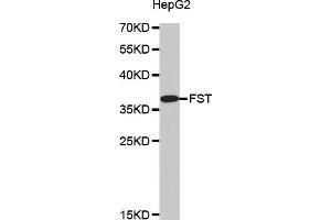 Western blot analysis of extracts of HepG2 cells, using FST antibody (ABIN5971512). (Follistatin anticorps)