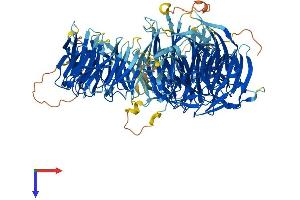 AlphaFold protein structure predicition of Human Recombinant WDR6 Protein, UniprotID Q9NNW5