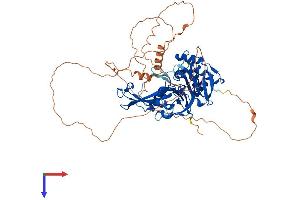 AlphaFold protein structure predicition of Human Recombinant USP2 Protein, UniprotID O75604