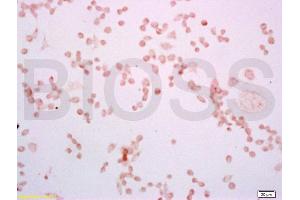 Mouse macrophages(RAW264. (TLR4 anticorps  (AA 751-835))