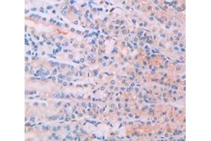 IHC-P analysis of Rat Tissue, with DAB staining. (IL-34 anticorps  (AA 21-234))