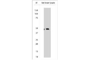 WB on rat brain lysate using Sheep antibody to Beclin-1 (400-450)    at 1:200 dilution. (Beclin 1 anticorps)