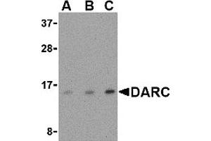 Western Blotting (WB) image for anti-Duffy Blood Group, Chemokine Receptor (DARC) (N-Term) antibody (ABIN1031343) (DARC anticorps  (N-Term))