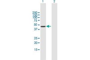 Western Blot analysis of CPA3 expression in transfected 293T cell line by CPA3 MaxPab polyclonal antibody. (CPA3 anticorps  (AA 1-417))