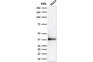 Western Blot Analysis of human HeLa cell lysate using Emerin Mouse Monoclonal Antibody (EMD/2168). (Emerin anticorps  (AA 56-167))