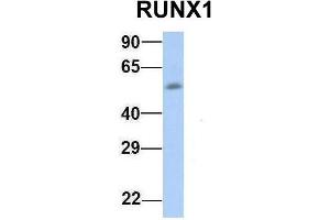 Host:  Rabbit  Target Name:  RUNX1  Sample Type:  Human Fetal Muscle  Antibody Dilution:  1. (RUNX1 anticorps  (Middle Region))