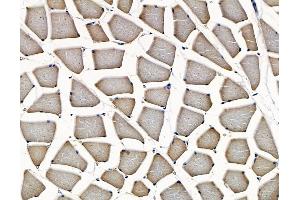 ABIN7096991 and ABIN7101058 at 1/100 staining rat muscle tissue by IHC-P.