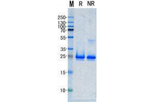 Validation with Western Blot