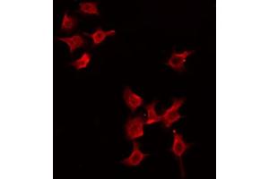 ABIN6274475 staining HeLa by IF/ICC. (PGBD1 anticorps  (Internal Region))