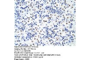 Rabbit Anti-HNRPUL1 Antibody  Paraffin Embedded Tissue: Human Liver Cellular Data: Hepatocytes Antibody Concentration: 4. (HNRNPUL1 anticorps  (C-Term))