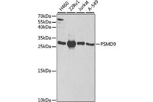 Western blot analysis of extracts of various cell lines, using PSMD9 antibody (ABIN1876545) at 1:1000 dilution. (PSMD9 anticorps)