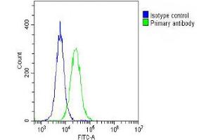 anti-Galactosylceramidase (GALC) (AA 26-56) antibody