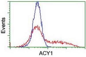 Flow Cytometry (FACS) image for anti-Aminoacylase 1 (ACY1) antibody (ABIN1496452) (Aminoacylase 1 anticorps)