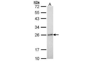 WB Image Sample (30 ug of whole cell lysate) A: H1299 12% SDS PAGE antibody diluted at 1:1000