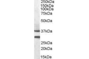 ABIN5871660 (0. (MC5 Receptor anticorps)