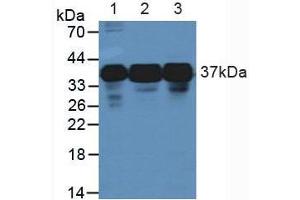 Figure. (HNRNPA2B1 anticorps  (AA 21-103))