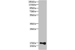 Western blot All lanes: THRSPantibody at 2. (THRSP anticorps  (AA 1-146))